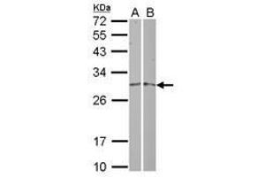 Image no. 1 for anti-Mitochondrial Ribosomal Protein L19 (MRPL19) (AA 106-292) antibody (ABIN1499557) (MRPL19 antibody  (AA 106-292))