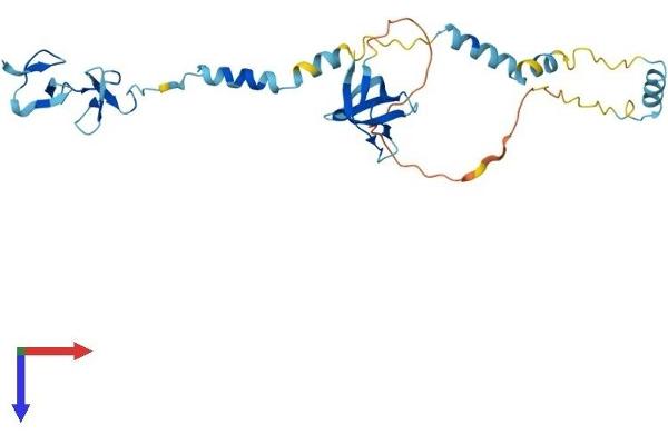 Nebulette Protein (NEBL) (AA 1-270) (His tag)