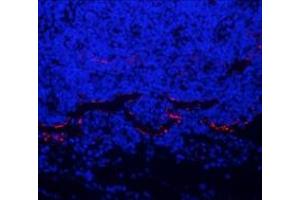 Immunofluorescent analysis of paraformaldehyde-fixed mouse lymph node using LYVE1 (ABIN7074520) at dilution of 1: 4000 (LYVE1 antibody)