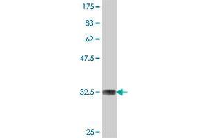 Western Blot detection against Immunogen (36. (PEX7 antibody  (AA 2-99))