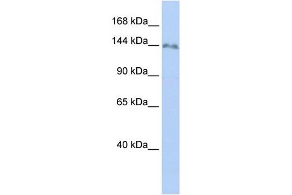 ZNF862 antibody  (N-Term)