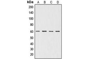 Western blot analysis of AKT expression in A549 (A), NIH3T3 (B), mouse brain (C), rat brain (D) whole cell lysates. (AKT1 antibody  (Center))