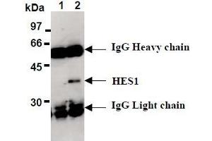 Western Blotting (WB) image for anti-ES1 Protein Homolog (AA 1-281), (full length), (N-Term) antibody (ABIN1449175)