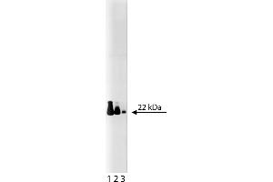 Western Blotting (WB) image for anti-Cell Division Cycle 42 (GTP Binding Protein, 25kDa) (CDC42) (AA 1-191) antibody (ABIN968256) (CDC42 antibody  (AA 1-191))