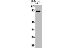 Western Blot analysis of NIH-3T3 cells using PFK-B Polyclonal Antibody (PFKL antibody  (C-Term))