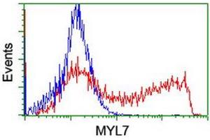 Image no. 1 for anti-Myosin Light Chain 7, Regulatory (MYL7) antibody (ABIN1499492) (MYL7 antibody)