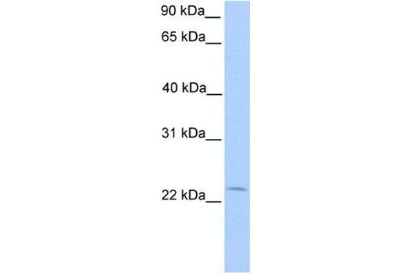 Chromosome 5 Open Reading Frame 39 (C5orf39) (N-Term) antibody