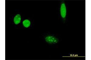 Immunofluorescence of purified MaxPab antibody to THSD3 on HeLa cell. (Isthmin 2 antibody  (AA 1-483))