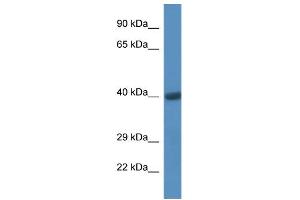 WB Suggested Anti-CD44 Antibody Titration: 1. (CD44 antibody  (C-Term))