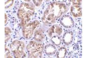 Immunohistochemistry of CTRP1 in human kidney tissue with CTRP1 antibody at 10 μg/ml. (C1QTNF1 antibody  (N-Term))