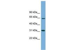 Image no. 1 for anti-Hydroxysteroid (17-Beta) Dehydrogenase 11 (HSD17B11) (AA 35-84) antibody (ABIN6744698)
