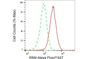 Flow cytometric analysis of PAM expression in HT- cells using PAM antibody (ABIN7799760), 1:2,000). (PAM antibody)