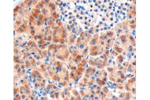ABIN185522 (3µg/ml) staining of paraffin embedded Human Pancreas. (FZD8 antibody  (C-Term))