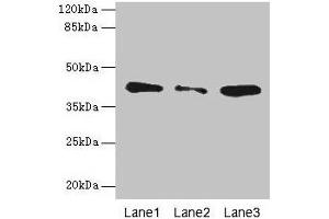Western blot All lanes: SGCA antibody at 0. (SGCA antibody  (AA 24-290))