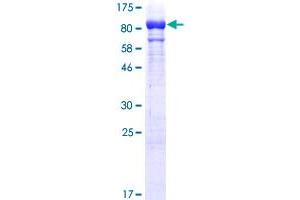 GBP1 Protein (AA 1-592) (GST tag)
