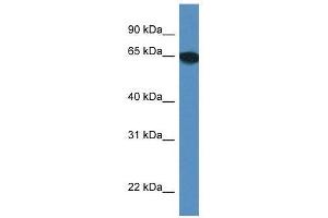 Western Blot showing Scara3 antibody used at a concentration of 1. (SCARA3 antibody  (Middle Region))