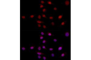 Immunofluorescence analysis of NIH/3T3 using SUPT16H (SPT16) antibody (ABIN7267097) at dilution of 1:100 (40x lens). (SUPT16H antibody)