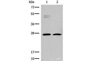 Western blot analysis of K562 and Jurkat cell lysates using HLA-DMB Polyclonal Antibody at dilution of 1:550 (HLA-DMB antibody)