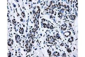 Immunohistochemistry (IHC) image for anti-RalA Binding Protein 1 (RALBP1) antibody (ABIN1500585) (RALBP1 antibody)