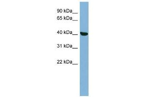 PRKX antibody used at 1 ug/ml to detect target protein. (PRKX antibody  (N-Term))