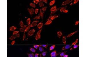 Immunofluorescence analysis of NIH/3T3 cells using EIF4EBP1 Polyclonal Antibody at dilution of 1:100. (eIF4EBP1 antibody)