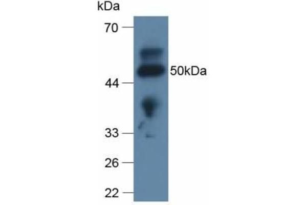 Apolipoprotein L 2 antibody  (AA 186-337)