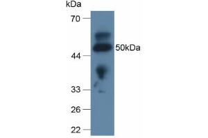 Apolipoprotein L 2 anticorps  (AA 186-337)