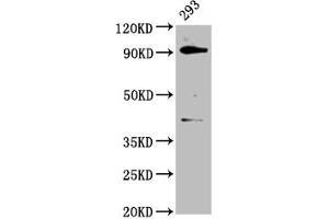 Western Blot Positive WB detected in: 293 whole cell lysate All lanes: DHX15 antibody at 3.