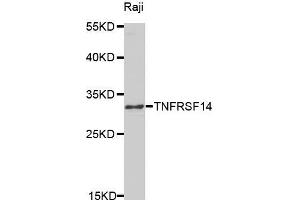 Western blot analysis of extracts of Raji cell line, using TNFRSF14 antibody. (HVEM antibody  (AA 39-202))