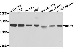 Western blot analysis of extracts of various cell lines, using BMP5 antibody. (BMP5 antibody)