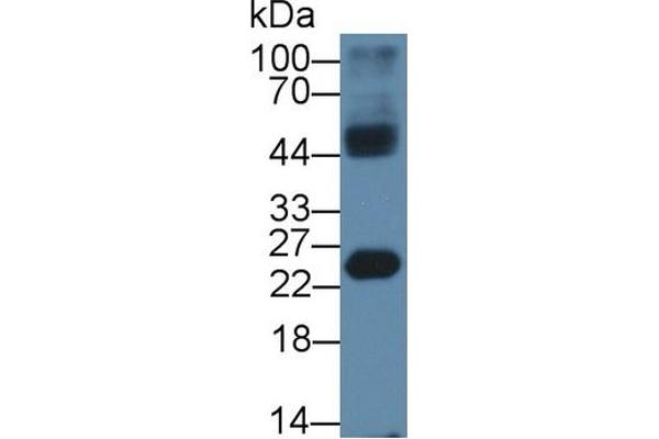 HMGB4 anticorps  (AA 25-167)
