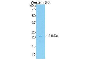 Western Blotting (WB) image for anti-Hepatocyte Growth Factor (Hepapoietin A, Scatter Factor) (HGF) (AA 306-471) antibody (ABIN3209598) (HGF antibody  (AA 306-471))