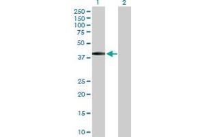 Western Blot analysis of BSND expression in transfected 293T cell line by BSND MaxPab polyclonal antibody. (BSND antibody  (AA 1-320))
