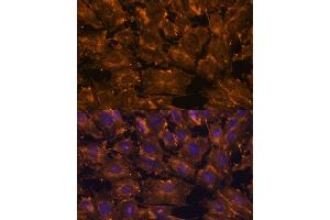 Immunofluorescence analysis of C6 cells using SCGB3A2 antibody (ABIN6147429) at dilution of 1:100. (SCGB3A2 antibody  (AA 1-93))