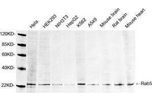 Western blot analysis of lysates using 1 µg/mL Rabbit Anti-Rab5 Polyclonal Antibody (ABIN398815) The signal was developed with IRDyeTM 800 Conjugated Goat Anti-Rabbit IgG. (RAB5 antibody  (AA 150-200))