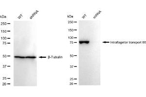 Western blotting analysis using Intraflagellar transport 88 antibody (ABIN7799119).