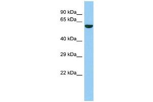 Host: Rabbit Target Name: TTI2 Sample Type: Fetal Heart lysates Antibody Dilution: 1. (TTI2 antibody  (N-Term))