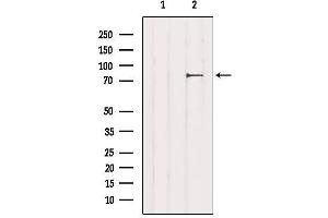 Western blot analysis of extracts from 3T3, using CHAT Antibody. (Choline Acetyltransferase antibody  (C-Term))