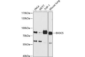 Western blot analysis of extracts of various cell lines, using EXOC5 antibody (ABIN6127884, ABIN6140368, ABIN6140369 and ABIN6224958) at 1:3000 dilution. (EXOC5 antibody  (AA 340-610))