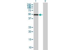 Western Blot analysis of NR2E3 expression in transfected 293T cell line by NR2E3 MaxPab polyclonal antibody. (NR2E3 antibody  (AA 1-410))