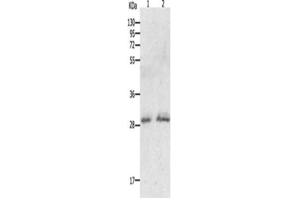 GCH1 antibody