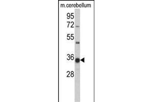 Western blot analysis ofGGPS1 Antibody (C-term) (ABIN389056 and ABIN2839265) in mouse cerbellum tissue lysates (35 μg/lane). (GGPS1 antibody  (C-Term))