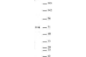 SMAD4 antibody (pAb) tested by Western blot. (SMAD4 antibody  (N-Term))