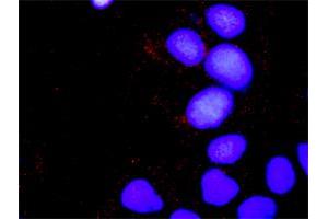 Proximity Ligation Analysis of protein-protein interactions between CRKL and SOS1. (CrkL antibody  (AA 1-303))