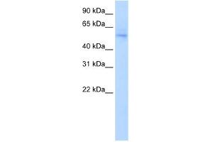 WB Suggested Anti-NAB1 Antibody Titration:  0. (NAB1 antibody  (N-Term))