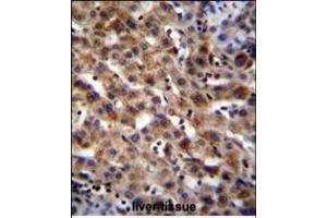SCA5B Antibody (N-term) (ABIN655215 and ABIN2844826) immunohistochemistry analysis in formalin fixed and raffin embedded human liver tissue followed by peroxidase conjugation of the secondary antibody and DAB staining. (SPACA5B antibody  (N-Term))