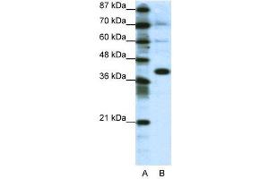 WB Suggested Anti-JUN  Antibody Titration: 1. (C-JUN antibody  (N-Term))