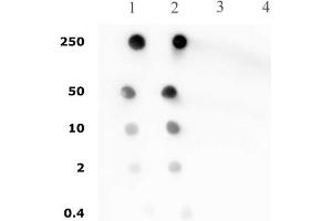Histone H4 pan-acetyl antibody (pAb) tested by dot blot analysis. (Histone H4 antibody  (acetylated, N-Term))