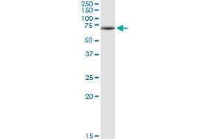 GNS MaxPab rabbit polyclonal antibody. (GNS antibody  (AA 1-552))