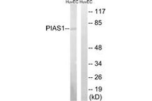 Western blot analysis of extracts from HuvEc cells, using PIAS1 Antibody. (PIAS1 antibody  (AA 10-59))
